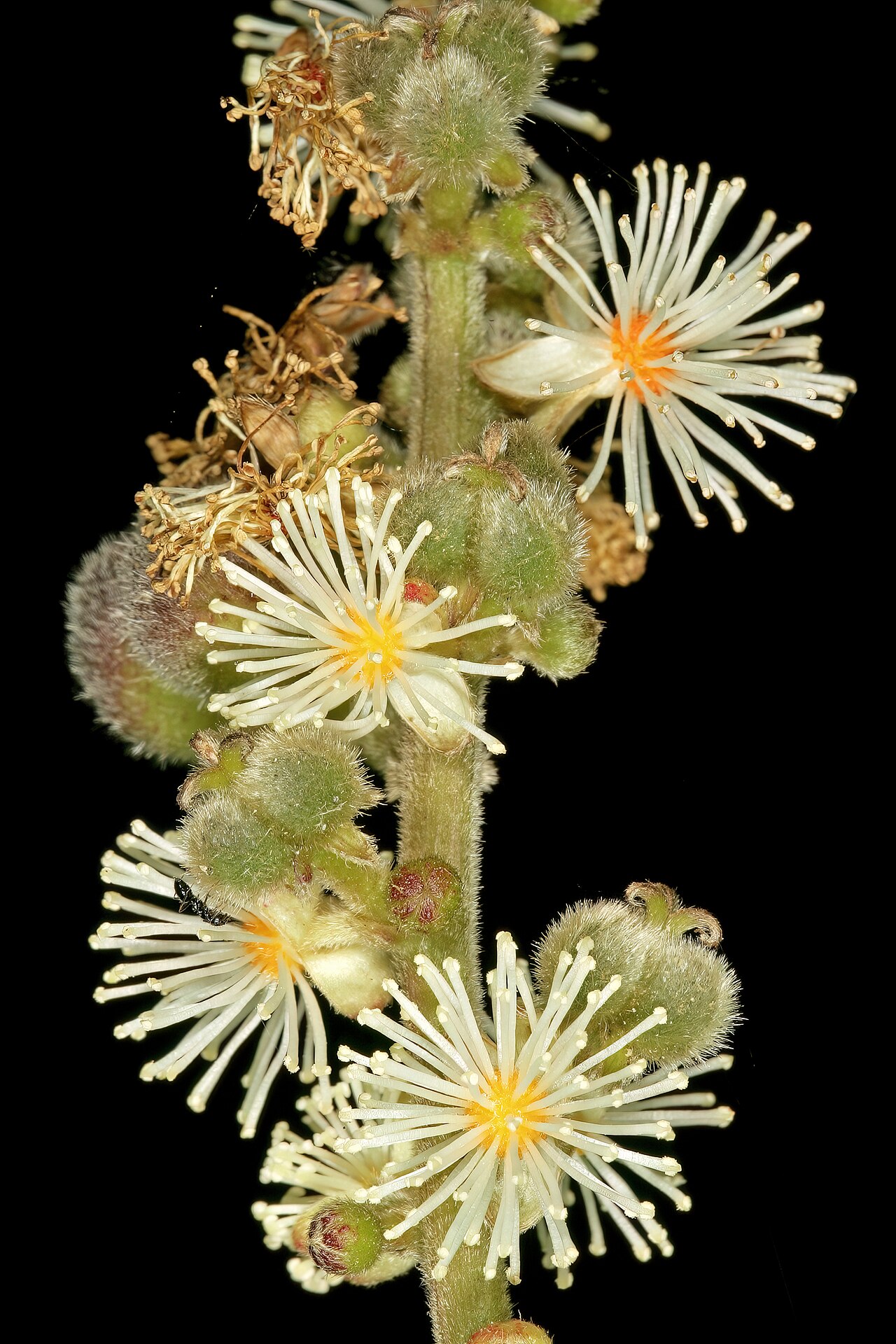 Undershrub-bigleaf: Argomuellera macrophylla , inflorescence with male flowers and developing fruit (from female flowers); Lowveld National Botanical Garden, Nelspruit, Mpumalanga,
