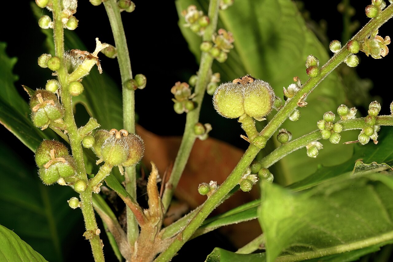 Undershrub-bigleaf: Argomuellera macrophylla , inflorescence with almost mature fruit (from female flowers); Lowveld National Botanical Garden, Nelspruit, Mpumalanga, South Africa