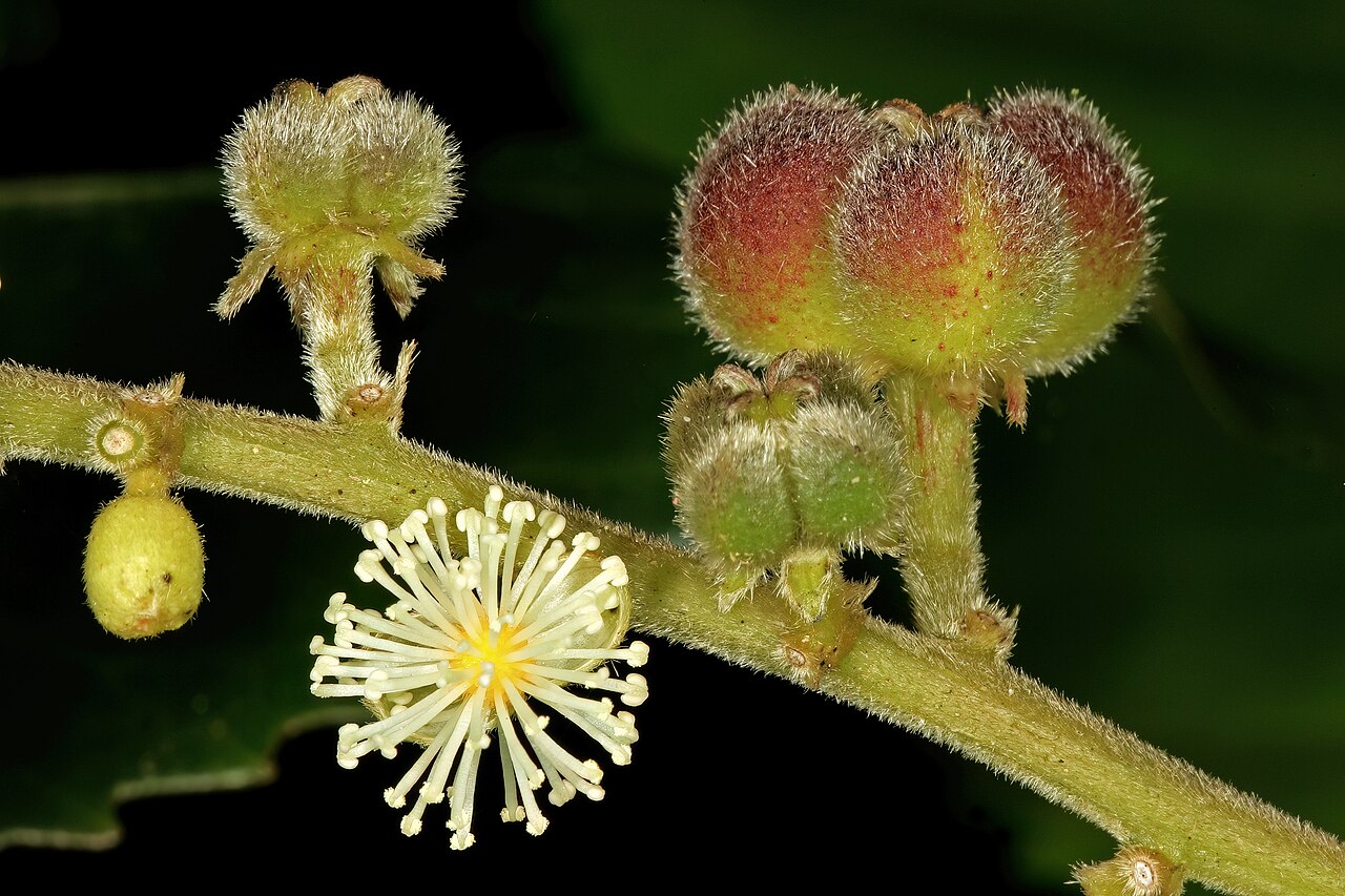 Undershrub-bigleaf: Argomuellera macrophylla , inflorescence with male flower and developing fruit (from female flowers); Lowveld National Botanical Garden, Nelspruit, Mpumalanga,