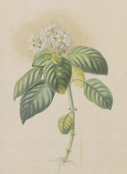 Argostemma coenosciadicum: Agrostemma coenosciadium => Argostemma coenosciadicum Suringar