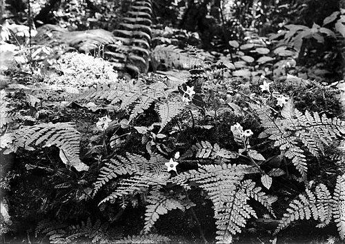 Argostemma montanum: Repronegatif. Argostemma montanum di antara sejenis paku. Cibodas