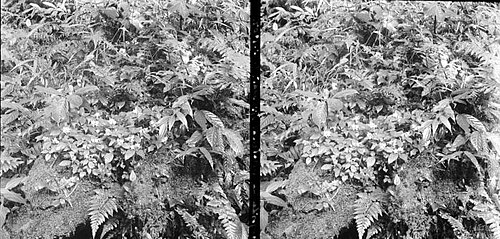Argostemma montanum: Repronegatief. Argostemma montana, Tjibodas, Rubiaceae