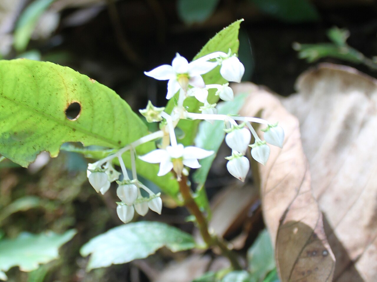 Argostemma ophirense: Argostemma ophirense from Sri Phang Nga National Park, Thailand