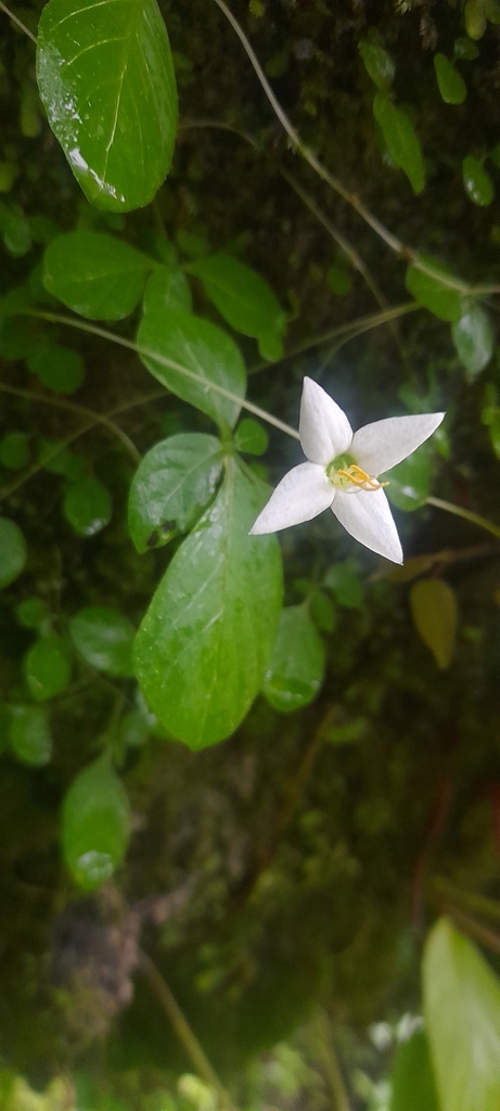 Argostemma sarmentosum (Argostemma sarmentosum)