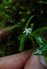 Argostemma verticillatum (Argostemma verticillatum)