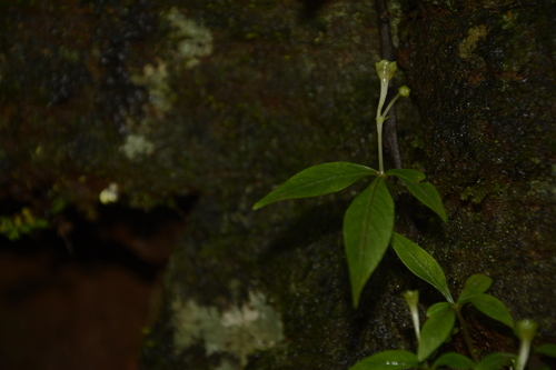 Argostemma verticillatum (Argostemma verticillatum)