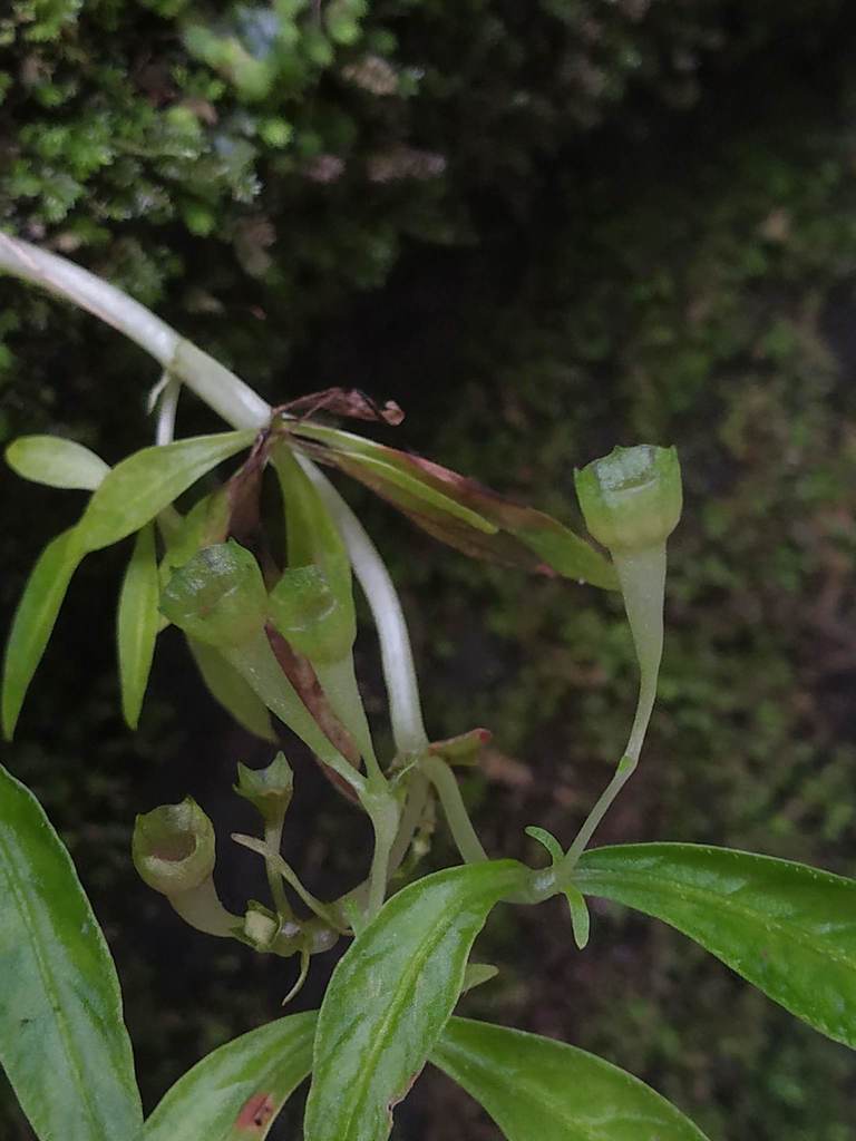 Argostemma verticillatum (Argostemma verticillatum)