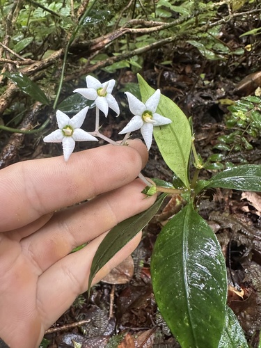 Argostemma yappii (Argostemma yappii)