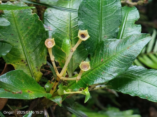 Argostemma yappii (Argostemma yappii)