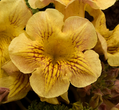 Argylia adscendens (Argylia adscendens)