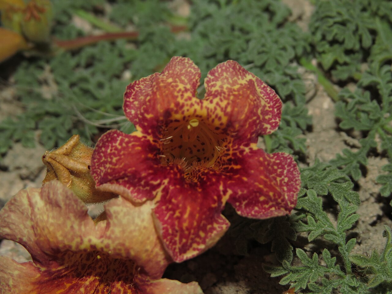 Argylia adscendens: Argylia adscendens in Chile
