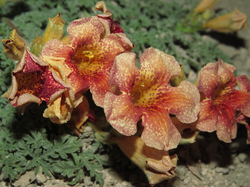 Argylia adscendens (Argylia adscendens)