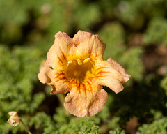 Argylia adscendens (Argylia adscendens)