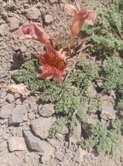 Argylia adscendens (Argylia adscendens)