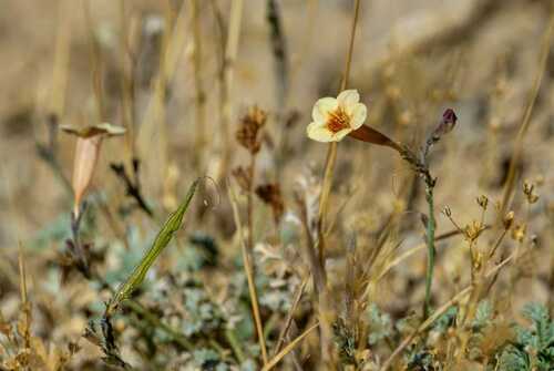 Argylia adscendens (Argylia adscendens)