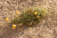 Argylia adscendens (Argylia adscendens)