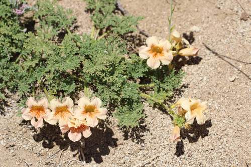 Argylia adscendens (Argylia adscendens)