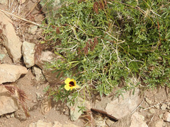 Argylia bustillosii (Argylia bustillosii)