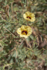Argylia bustillosii (Argylia bustillosii)