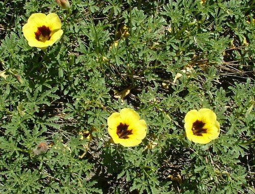 Argylia bustillosii (Argylia bustillosii)