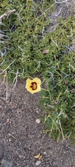Argylia bustillosii (Argylia bustillosii)