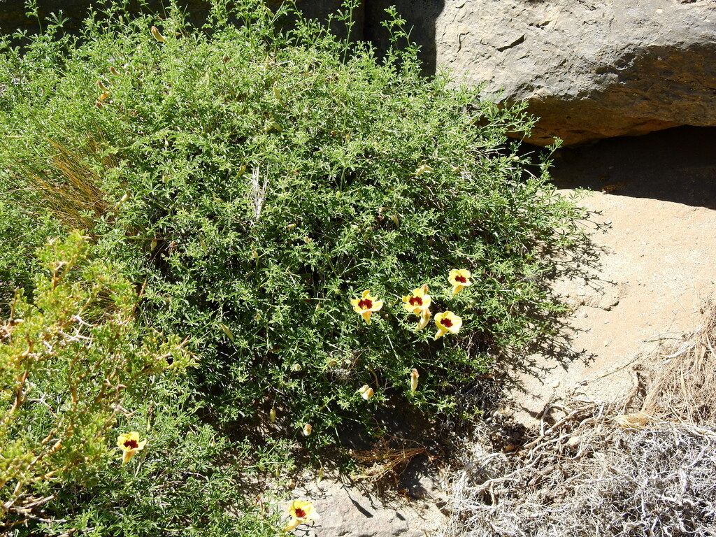Argylia bustillosii (Argylia bustillosii)