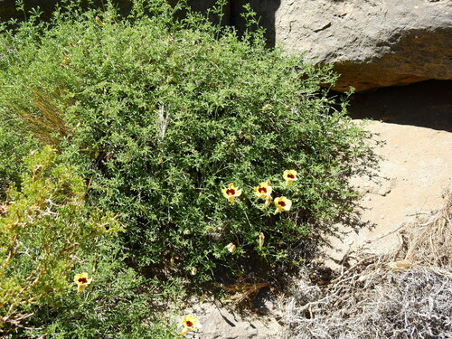 Argylia bustillosii (Argylia bustillosii)