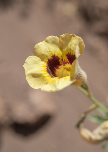 Argylia bustillosii (Argylia bustillosii)