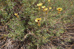 Argylia bustillosii (Argylia bustillosii)