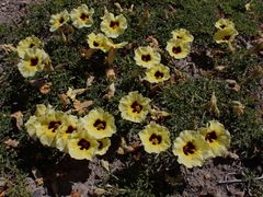 Argylia bustillosii (Argylia bustillosii)