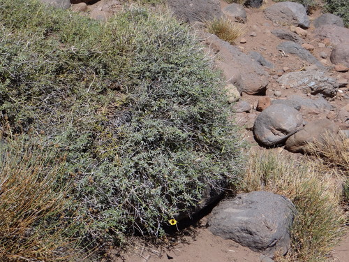Argylia bustillosii (Argylia bustillosii)