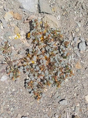Argylia checoensis (Argylia checoensis)
