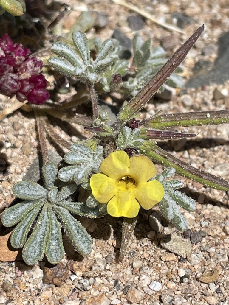 Argylia checoensis (Argylia checoensis)