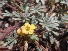 Argylia checoensis (Argylia checoensis)
