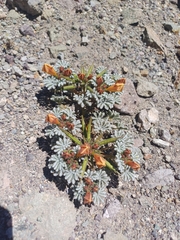Argylia checoensis (Argylia checoensis)
