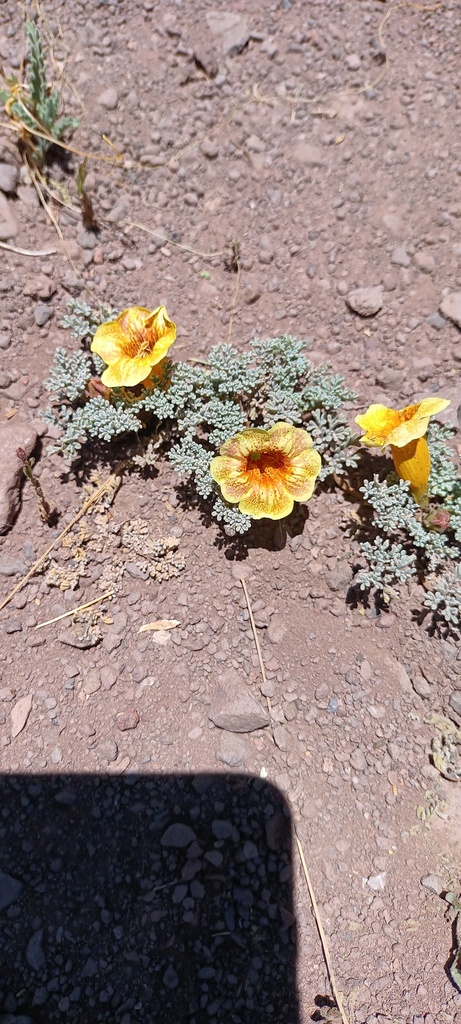 Argylia geranioides (Argylia geranioides)