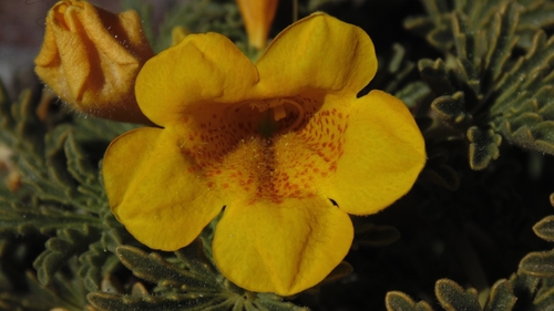 Argylia glutinosa (Argylia glutinosa)