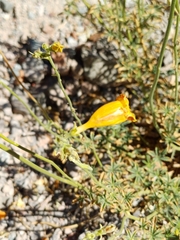 Argylia potentillifolia (Argylia potentillifolia)