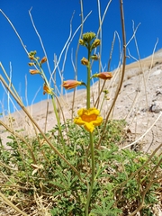Argylia potentillifolia (Argylia potentillifolia)