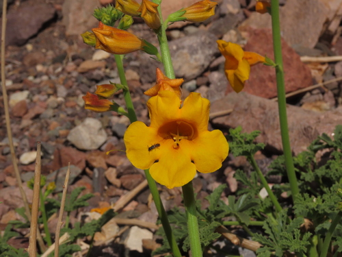 Argylia potentillifolia (Argylia potentillifolia)
