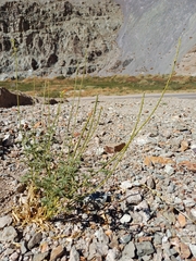 Argylia potentillifolia (Argylia potentillifolia)