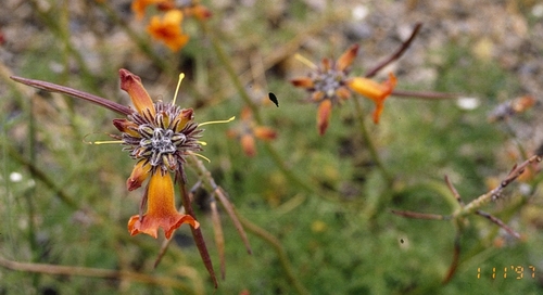 Argylia radiata (Argylia radiata)
