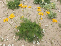 Argylia radiata (Argylia radiata)