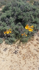 Argylia radiata (Argylia radiata)