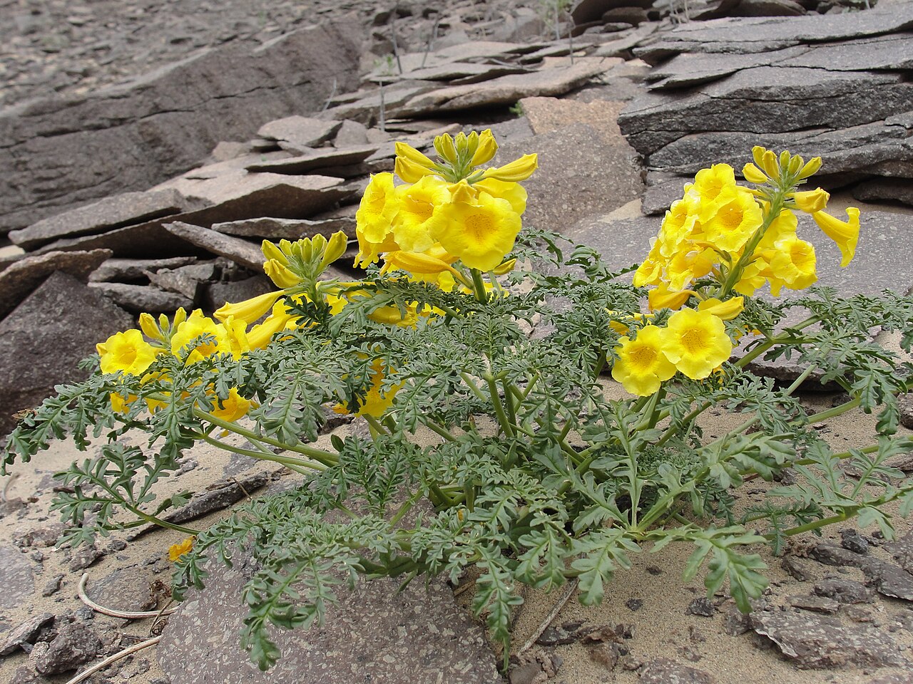 Argylia radiata: Especie fotografiada en la cordillera costera de Antofagasta chile.