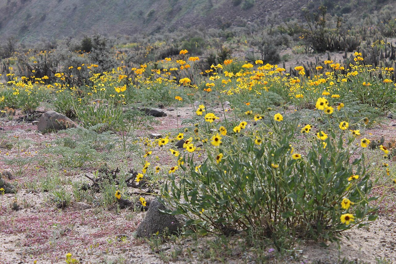 Argylia radiata: Desierto florido con la tormenta de abril 2015. Flowering desert because of the storm in April 2015. Annual average rainfall: 20 mm