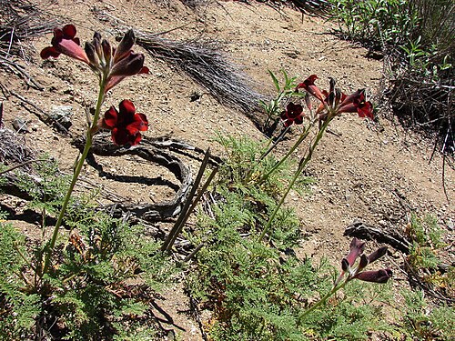 Argylia radiata: Parque Nacional Fray Jorge