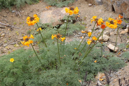Argylia radiata (Argylia radiata)