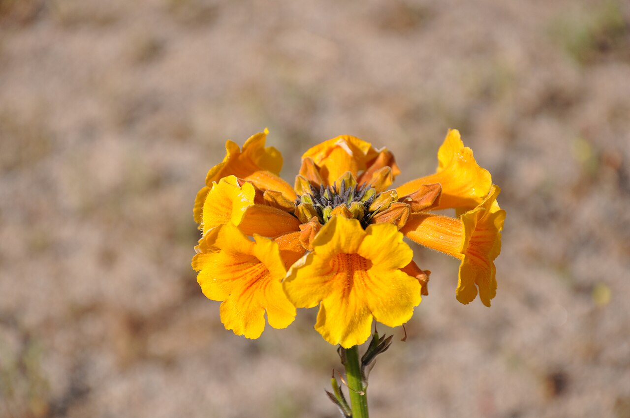 Argylia radiata: Argylia radiata Desierto Florido 2011, en el sector costero de Huasco