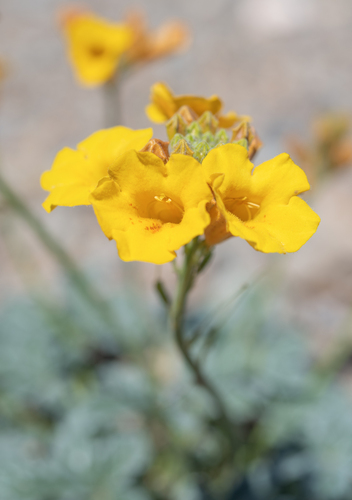 Argylia robusta (Argylia robusta)